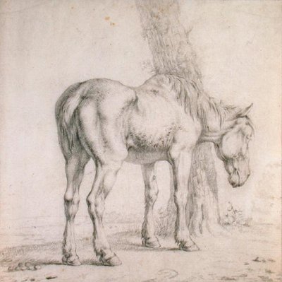 Starý kůň (černá křída na papíře) od Paulus (attr.to) Potter