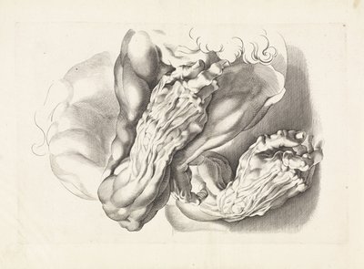 Anatomické studie paží Kniha kreslení Petera Paula Rubense (název série) od Paulus Pontius