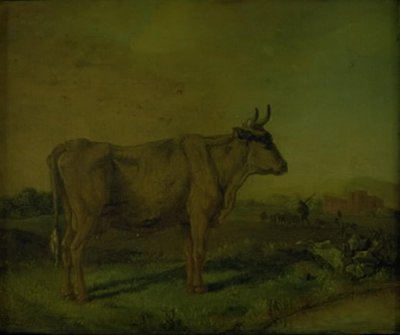 Kráva od Paulus Potter