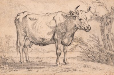  od Paulus Potter