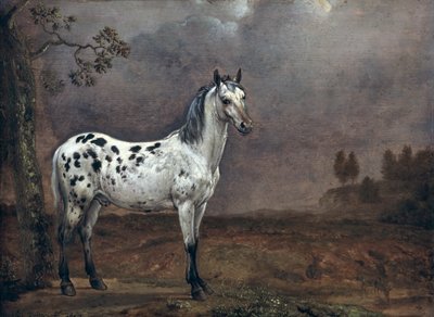 Piebald Horse od Paulus Potter