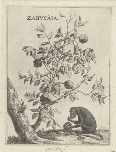 Zabucaiaboom en een aap Zabvcàia (název na objektu) od Paulus Potter