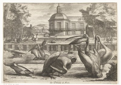 pelikáni des Pelicans de Mere (název na objektu) Ptáci ze zvěřince ve Versailles (název série) od Peeter Boel (attributed to)