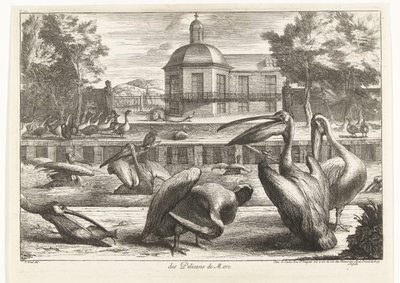 pelikáni des Pelicans de Mere (název na objektu) Ptáci ze zvěřince ve Versailles (název série) od Peeter Boel (attributed to)