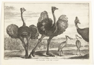 Pštrosi, Cassowary a Spoonbill 1. Autruches. 2. des Pals. C. neformální Ptáci ze zvěřince ve Versailles (název série) od Peeter Boel (attributed to)