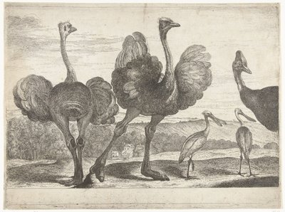 Pštrosi, Cassowary a Spoonbill Ptáci ze zvěřince ve Versailles (název série) od Peeter Boel (attributed to)