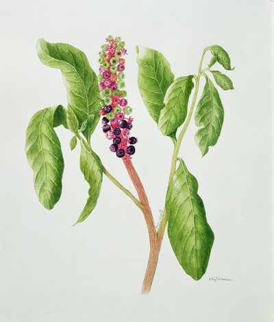 Phytolacca (akvarel) od Peggy Wyatt