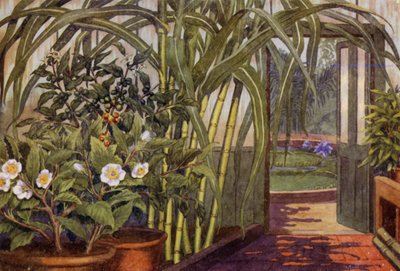 Cukrová třtina, čajovník a kávovník (barva litho) od Percy James Billinghurst