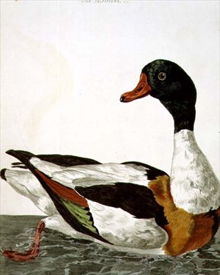The Common Shelduck z 