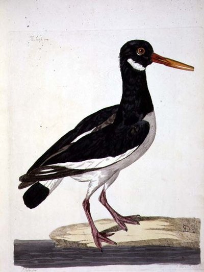 Talíř The Sea Pie nebo Ústřičník (Haematopus ostralegus) z „The British Zoology, Class II: Birds“, vyrytý Peterem Mazellem (fl.1761-97) 1766 (rytina) od Peter (after) Paillou