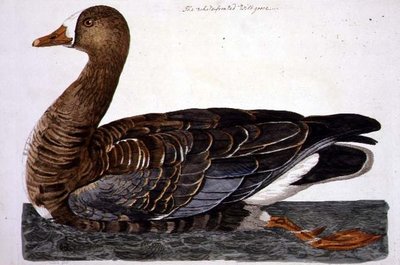 Talíř husy s bílým čelem (Anser albifrons) z „The British Zoology, Class II: Birds“, vyryl Peter Mazell (fl.1761-97) 1766 (rytina) od Peter (after) Paillou