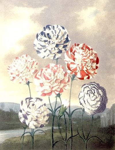 Skupina karafiátů: Dianthus caryophyllus, vyrytý Caldwallem, z Thorntonova „Chrámu Flory“ od Peter Charles (after) Henderson