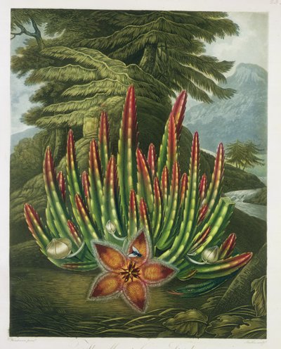 The Maggot-Bearing Stapelia, vyrytý Stadler, z 