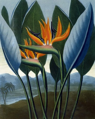 Královna, rytina R. Coopera, z knihy "The Temple of Flora" od R. J. Thorntona, vyd. 1807 od Peter Charles Henderson