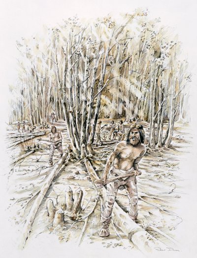Využití pazourku- coppicing, Prehistoric, c1990-2010 od Peter Dunn