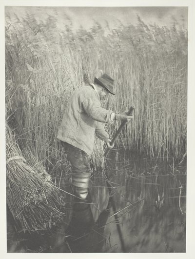 Řezačka rákosu při práci od Peter Henry Emerson