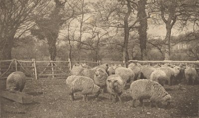 od Peter Henry Emerson
