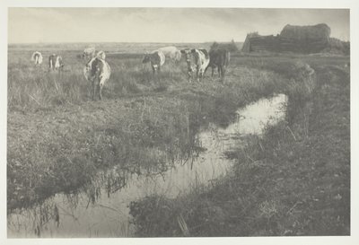 Dobytek na blatech od Peter Henry Emerson