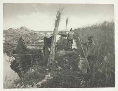 Během sklizně rákosu od Peter Henry Emerson