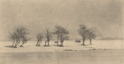 Gnarled-Thorn Trees, c. 1890, vytištěno ca. 1895. od Peter Henry Emerson