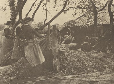Osier  odlupování. [Norfolk]]. od Peter Henry Emerson