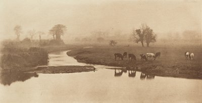 Ovce na močálech [Krajina s dobytkem] od Peter Henry Emerson