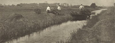 Sklizeň ostřice od Peter Henry Emerson