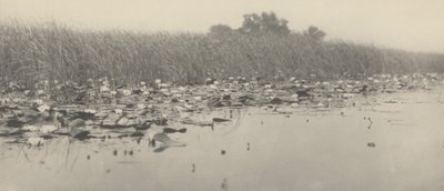 Lekníny od Peter Henry Emerson and T.F. Goodall