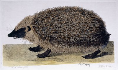 Ježek, 1761-1766 od Peter Paillou