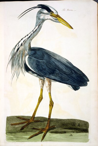 Volavka popelavá (Ardea cinerea), deska z knihy "The British Zoology, Class II: Birds", vyryl Peter Mazell (fl.1761-97) 1766 od Peter Paillou