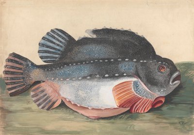 Lumpsucker (muž) od Peter Paillou the younger