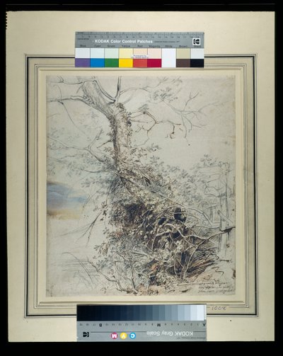 Umírající strom, jeho kmen pokrytý ostružiním, vedle plotu, kolem 1618-20 (pero a inkoust přes křídy s mytím na papíře) od Peter Paul Rubens