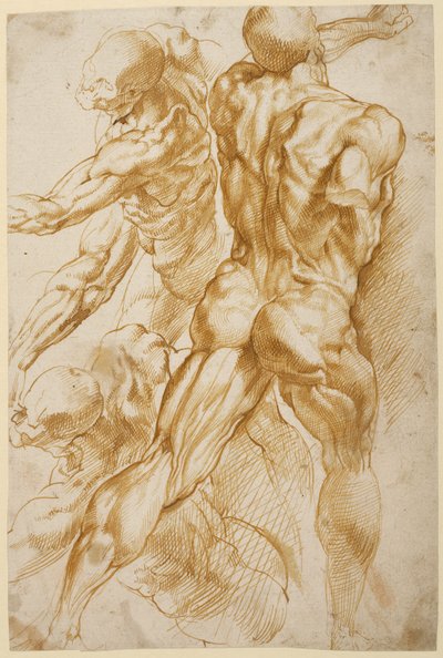 Anatomické studie od Peter Paul Rubens