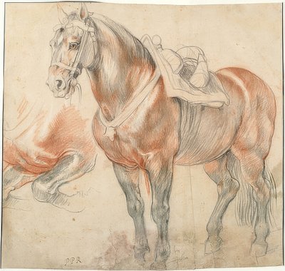 Osedlaný kůň. Kolem 1615-18 od Peter Paul Rubens
