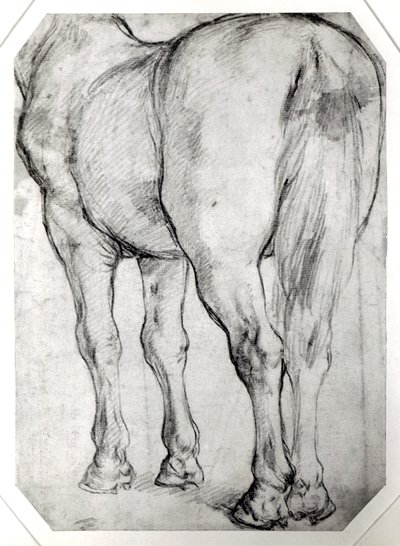 Zadní část koně od Peter Paul Rubens