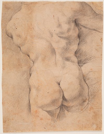 Mužský torzo viděný zezadu od Peter Paul Rubens