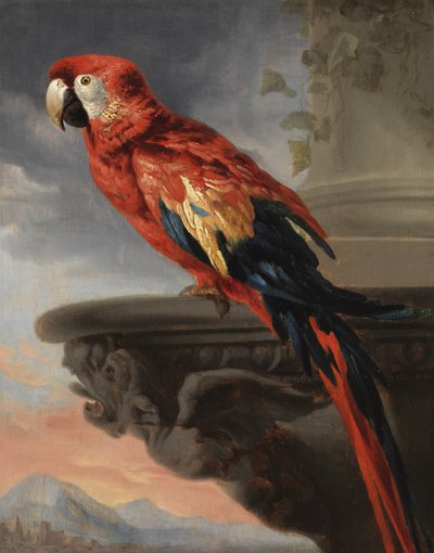 Papoušek, kolem 1630-40 od Peter Paul Rubens