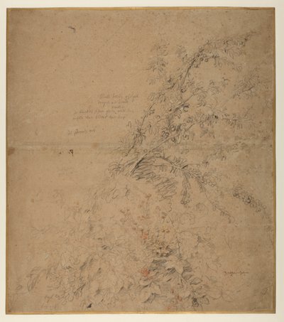 Studium trnky s ostružiní a jinými rostlinami, 1620 circa od Peter Paul Rubens