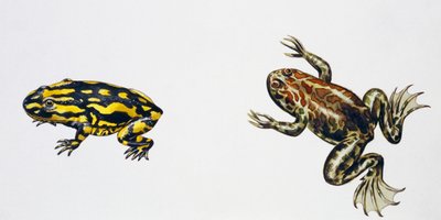 Triadobatrachus massinoti a Palaeobatrachus sp, umělecká práce Peter Ross
(foto) od Peter Ross