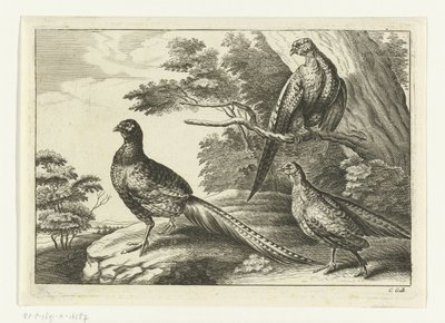 Tři bažanti Diversarum avium species (název série) Různí ptáci (název série) od Peter van Liesebetten