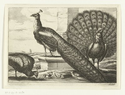 pávi Diversarum avium species (název série) Různí ptáci (název série) od Peter van Liesebetten