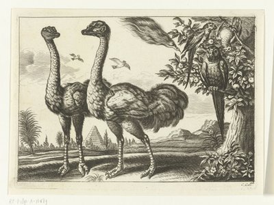 Dva pštrosi Diversarum avium species (název série) Různí ptáci (název série) od Peter van Liesebetten