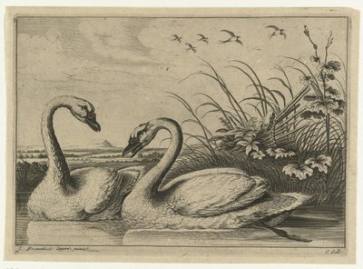 dvě labutě Diversarum avium species (název série) Různí ptáci (název série) od Peter van Liesebetten