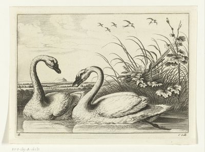dvě labutě Diversarum avium species (název série) Různí ptáci (název série) od Peter van Liesebetten