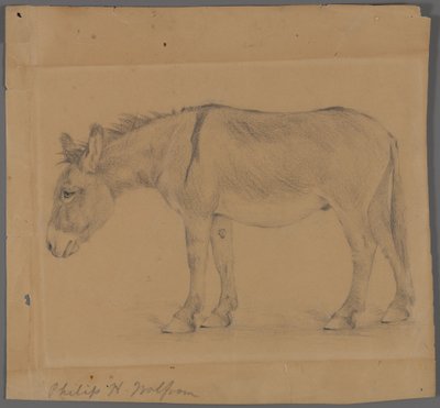 Osel (grafit na papíře) od Philip H. Wolfrom