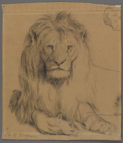 Lev (grafit na papíře) od Philip H. Wolfrom