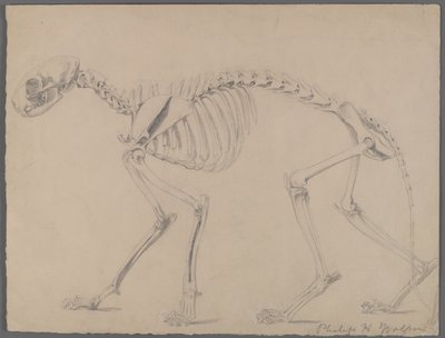 Kostra kočky (grafit na papíře) od Philip H. Wolfrom