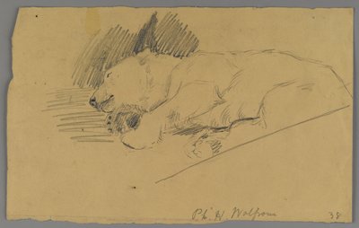 Spící lední medvěd (grafit na papíře) od Philip H. Wolfrom
