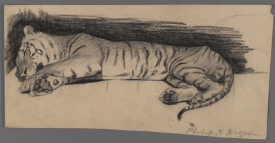 Spící tygr (uhlí na papíře) od Philip H. Wolfrom