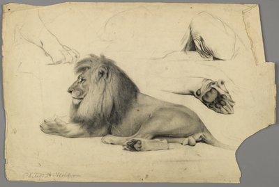 Studie lva (grafit a dřevěné uhlí na papíře) od Philip H. Wolfrom